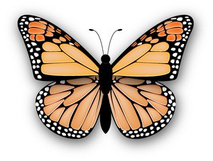  - monarch_butterfly_19624