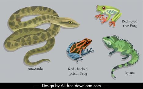 animal education design elements python frog iguana sketch