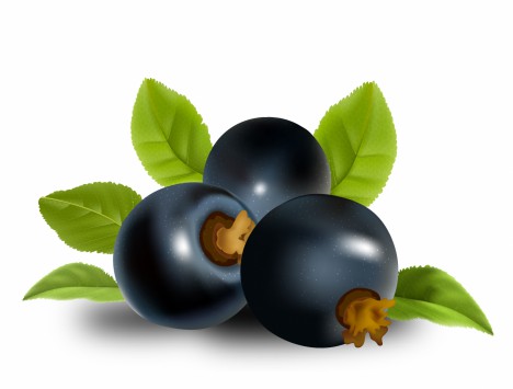 black currant fruits with green leaves