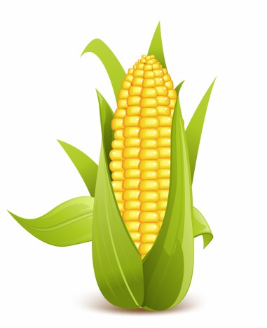 Corn vectors stock in format for free download 1.41MB