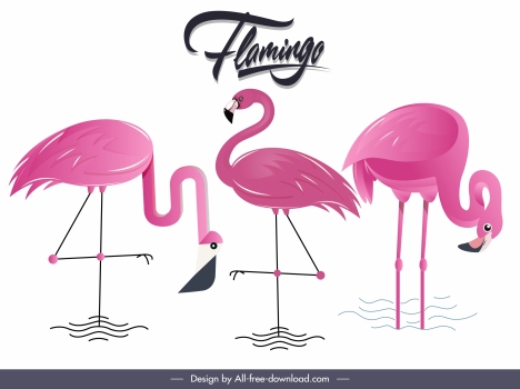 Flamingo species background colored flat sketch vectors stock in format ...