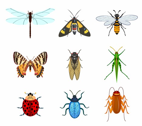 Insects vectors stock in format for free download 2.76MB