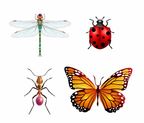Insects set with ladybug dragonfly vectors stock in format for free ...