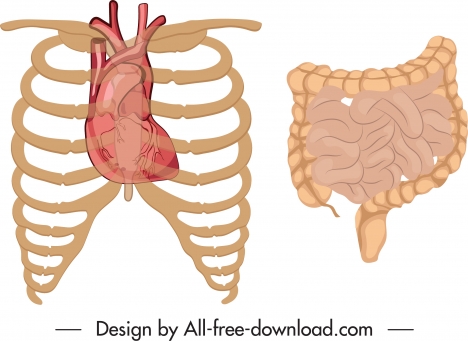 internal organs icons classic flat design