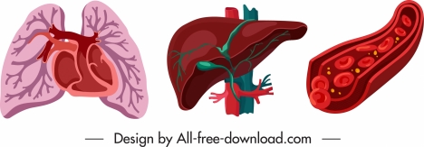 internal organs icons lung liver blood vessels sketch
