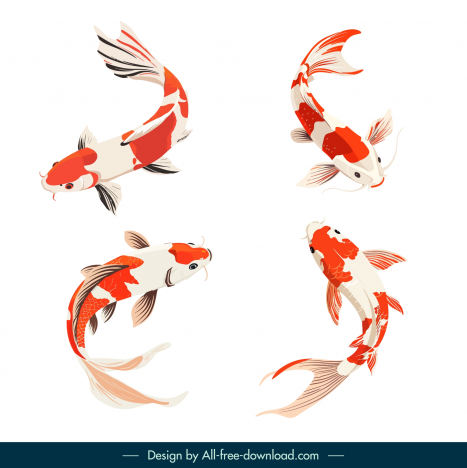 koi fish design elements elegant dynamic