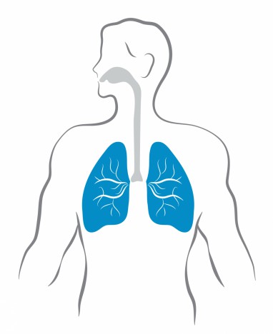 Lungs and human body
