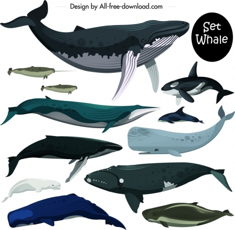 Marine creature icons set colored whale dolphin decor vectors stock in ...
