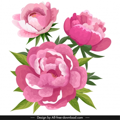 peonies flora painting colored classical sketch