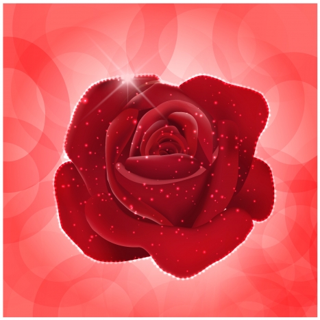 red rose realistic vector illustration
