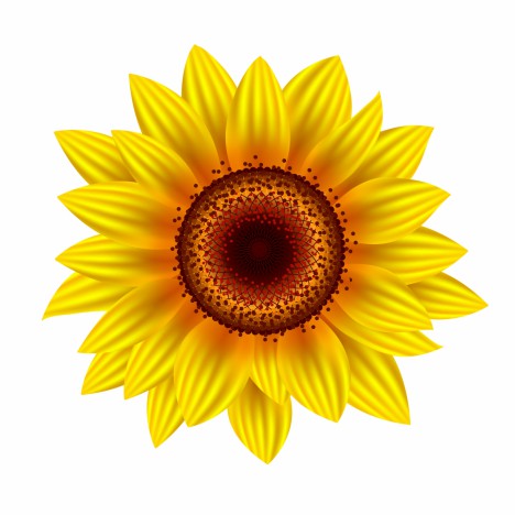 Sunflower vectors stock in format for free download 6.73MB