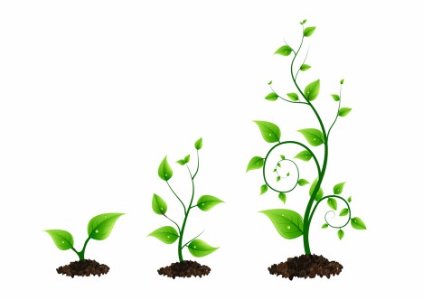 three green plant growth cycle