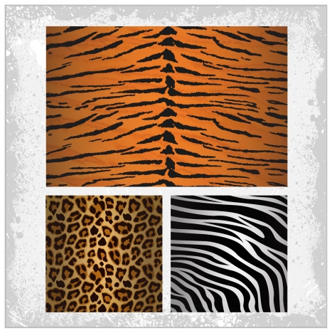 tiger zebra leopards skin pattern