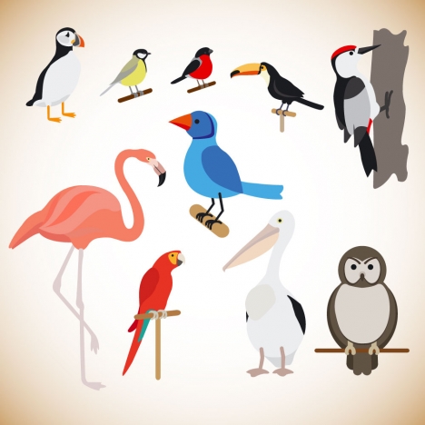 various birds vector illustration with color style