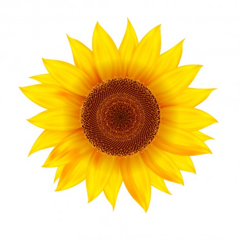 Vector sunflower realistic illustration. vectors stock in format for ...