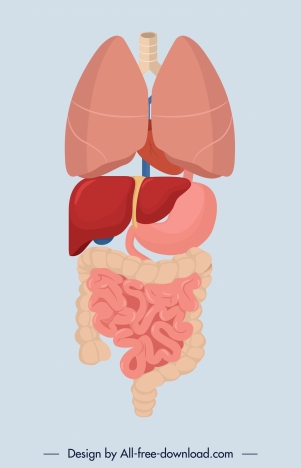 viscera icons human organs layout