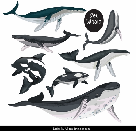 whale species icons swimming sketch black white design