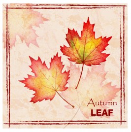 autumn leaf maple background