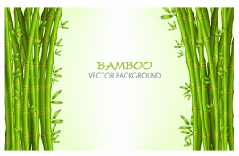Bamboo  background