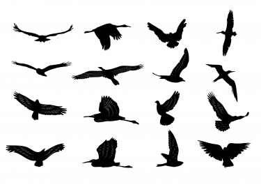 bird silhouettes collection