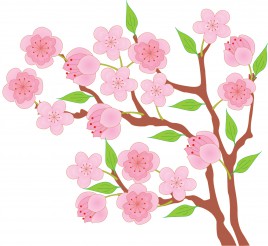 blossom peach