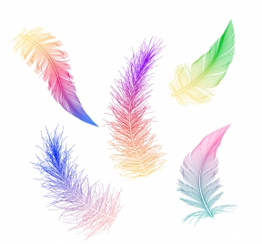 colorful feather collection