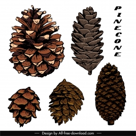 conifer pine cone icons classical handdrawn sketch