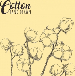 cotton flowers drawing hand drawn sketch