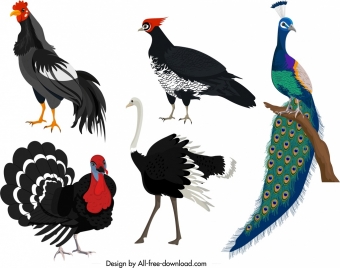 galliformes icons chicken turkey peafowl ostrich sketch