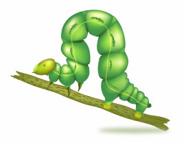 Green caterpillar insect