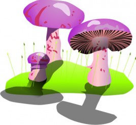 Healthy Mushrooms