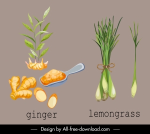 herbal plant icons ginger lemongrasss sketch
