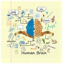 human brain infographic design with hand drawn style