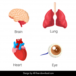 human organs icons heart lung brain eye sketch
