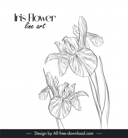 iris flower design elements handdrawn line art