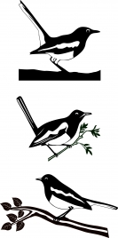 magpie bird vector