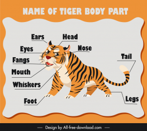 name of tiger body part education banner template cute cartoon sketch