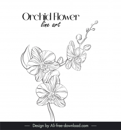 orchid flower line art design elements black white handdrawn