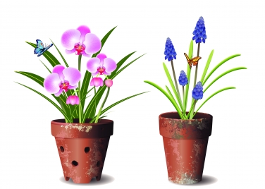 orchids flower pot