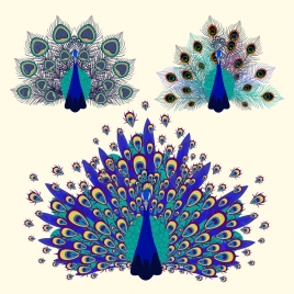 peacock icons multicolored feather decoration flat design