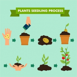 seedling process banner illustration with infographic style