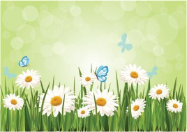 Spring Daisy Background
