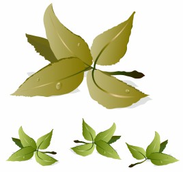 tea leaves