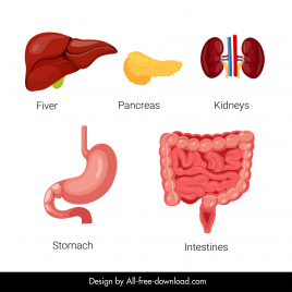 the human body organs icons liver stomach kidneys pancreas kidneys intestines sketch