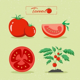 tomato design elements various shiny red types