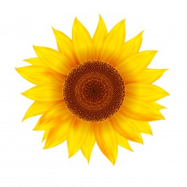 Vector sunflower realistic illustration.