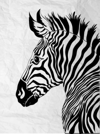 zebra drawing black white handdrawn sketch